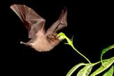 Some flowers may have evolved long stems to be better ‘seen’ by bats