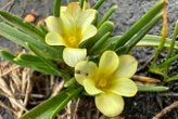 Plant presumed extinct sprouts in a road after more than 40 years
