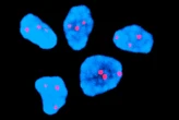Injection halves risk of chromosome error common in older human eggs