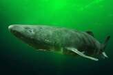 The secret of how Greenland sharks can live cancer-free for 400 years