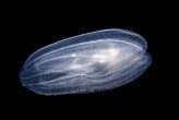 New forms of animals made by fusing several comb jellies together