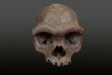 An incredible Denisovan skull is upending the story of human evolution