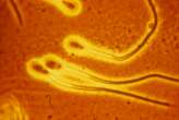 Sperm sense what they are swimming through and adapt their behaviour