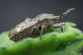 Stink bugs grow a fungal garden on their legs to fight parasitic wasps