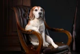 Your pet dog’s ancestor was a fierce, wild animal. How was it tamed?