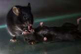 Mice seen giving 'first aid' to unconscious companions