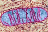 Our brain's mitochondria may play a crucial role in the onset of sleep