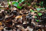 Fungus lost to science for 42 years found again in Chilean mountains