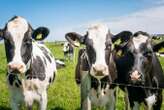 Nutrient found in beef and milk shows promise against several cancers