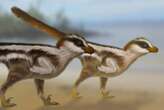 Preserved tracks suggest non-avian dinosaurs used their wings to run