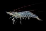 Hairy legs make you swim better – if you're a shrimp