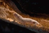 We've discovered another reason why naked mole rats live for so long
