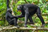 ‘Peaceful’ male bonobos may actually be more aggressive than chimps