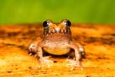 Charles Darwin’s frogs turn mating upside down