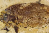 Exquisite Jurassic fossils reveal cannibalism in ancient fish