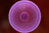 How human eggs stay fresh for decades