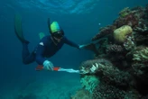 Culling predatory starfish conserves coral on the Great Barrier Reef