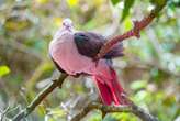 How dodo de-extinction is helping rescue the extraordinary pink pigeon