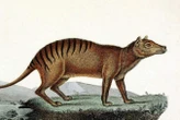 Thylacine's genome provides clues about why it went extinct