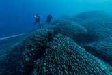 World’s largest coral is 300 years old and was discovered by accident