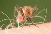 New Scientist Book Club: Why I chose a mosquito as my hero