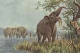 Early humans began wiping out elephant relatives 1.8 million years ago