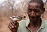 Honeyguide birds respond to special calls from human honey-hunters