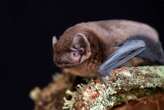 Morphing red blood cells help bats hibernate - and we could do it too