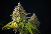 Mysterious cannabis-induced vomiting syndrome is on the rise