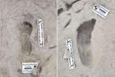 Ancient footprints show how early human species lived side by side