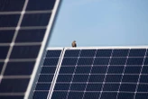 Wildlife thrives in solar farm built on restored peatland