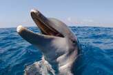 Dolphins may use their teeth to hear underwater