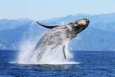 Thousands of humpback whales starved to death after marine heatwave