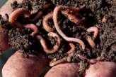 There could be 30,000 species of earthworms wriggling around the world