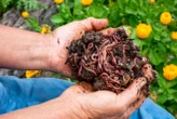 How a DIY worm farm can compost food scraps, paper or a whole kangaroo