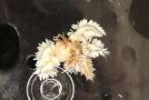 Anemone-eating sea slugs hunt in packs