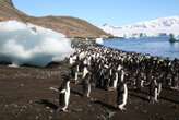 AI can use tourist photos to help track Antarctica’s penguins