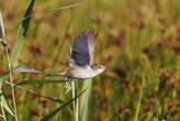 Migratory birds can use Earth's magnetic field like a GPS