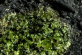 How captured carbon dioxide could help mine carbon-negative nickel