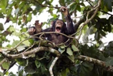 Chimps share 'building blocks of musical rhythm' with humans
