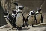 African penguins recognise their partners by the spots on their chest