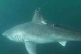 Pregnant shark that disappeared may have been eaten by another shark