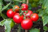 Sweeter tomatoes are coming soon thanks to CRISPR gene editing