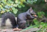 Black squirrels may be evolving due to roadkill in cities