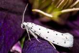 City moths may have evolved smaller wings due to light pollution