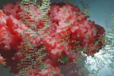 Doubts cast over 'wild' claim that magnetic control can turn on genes
