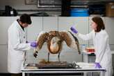 An amazing great bustard gets ready for a new nature exhibition