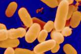 Bacteria originally found in faeces help chronic wounds heal