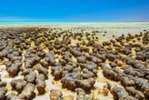 Weird microbial partnership shows how complex life may have evolved