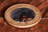 Brazilian flea toad may be the world’s smallest vertebrate